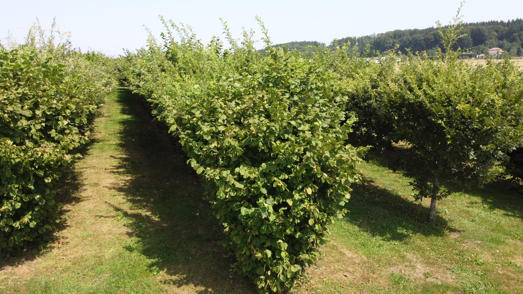 DCIM100MEDIADJI 0087.JPG