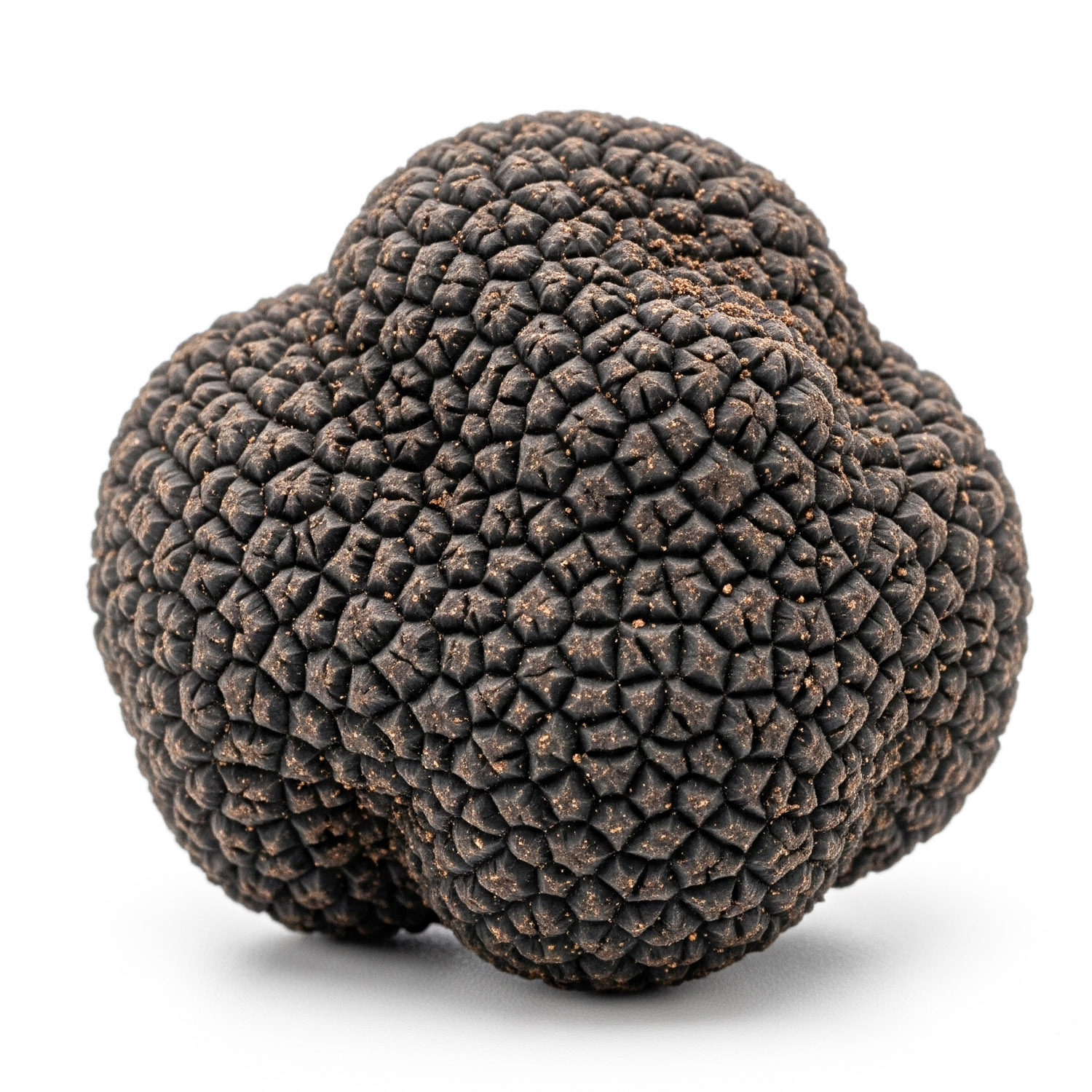 Christophe Corbas Truffe du Mont decouvrez nos truffes