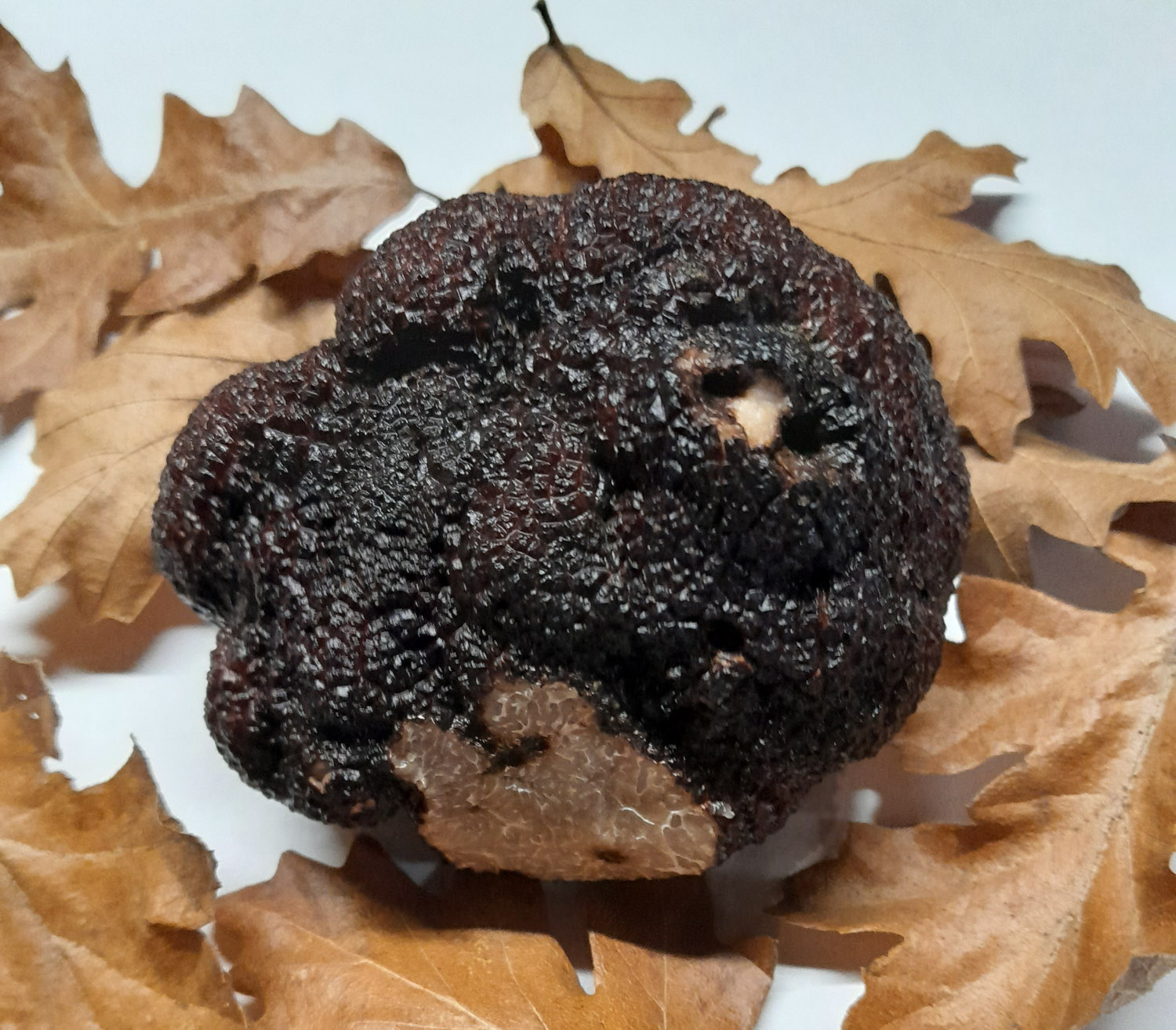 Christophe Corbas Truffe du Mont experience truffe visite decouverte