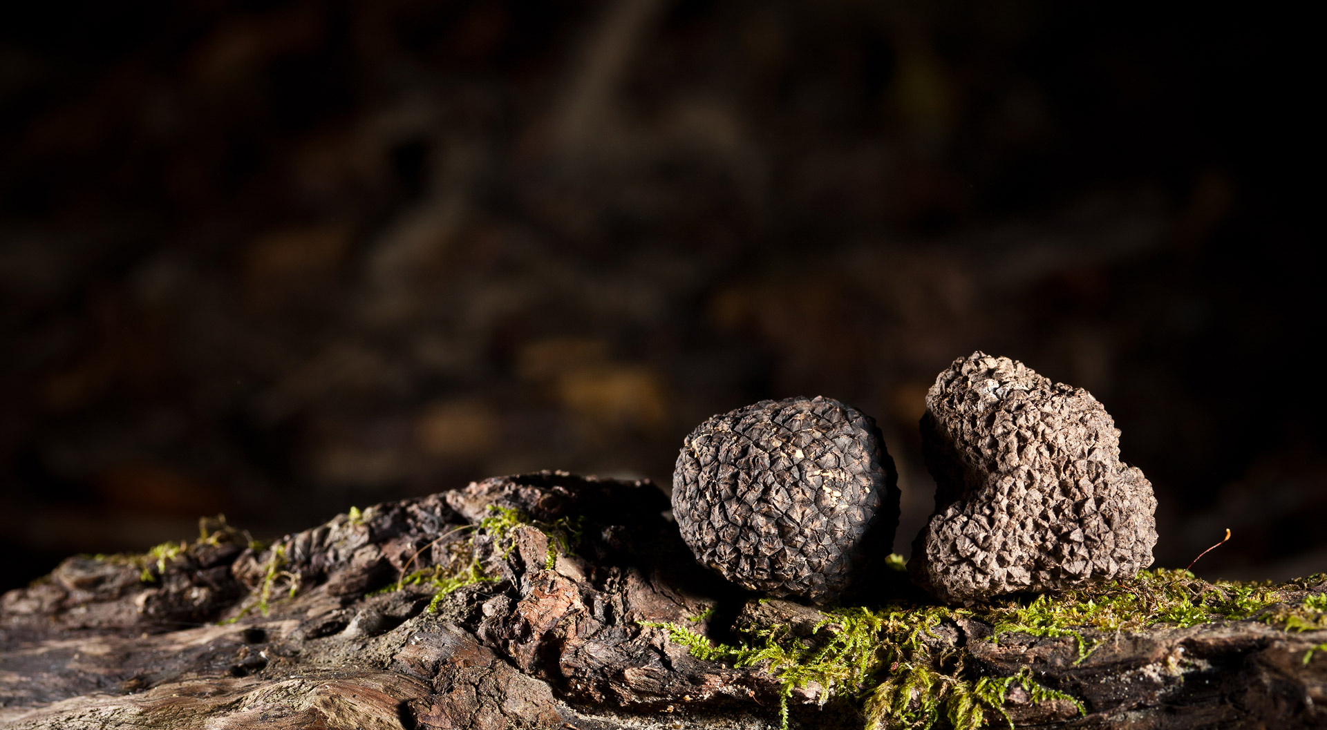 Christophe Corbas Truffe du Mont header