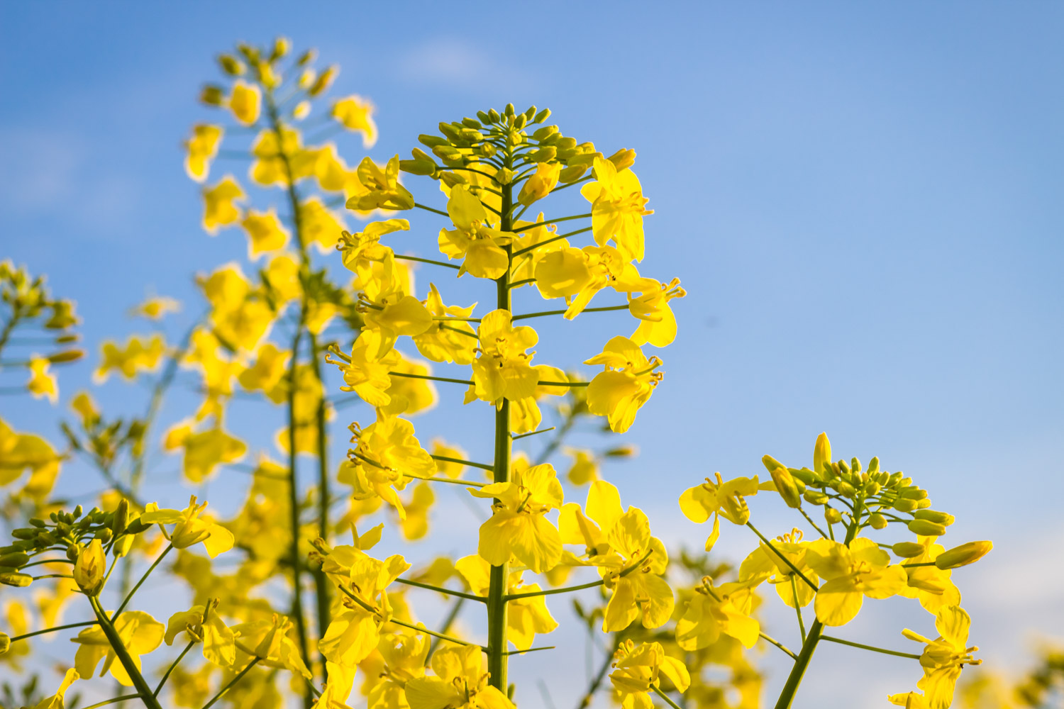 yellow canola flower in summer