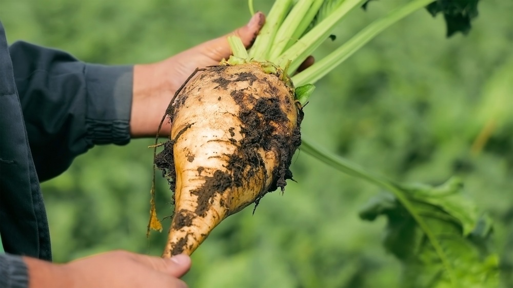 Farmer,Holding,A,Freshly,Harvested,Sugar,Beet.,A,Farmer,Holds